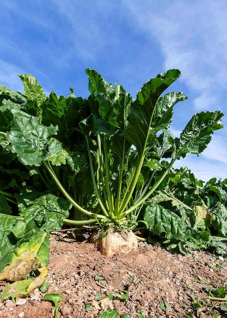 SugarBeet